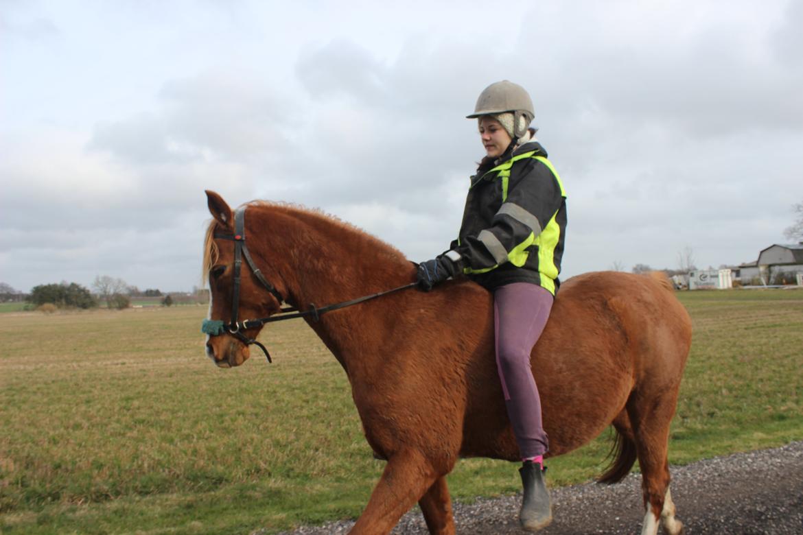 Arabisk fuldblod (OX) Fedra billede 24