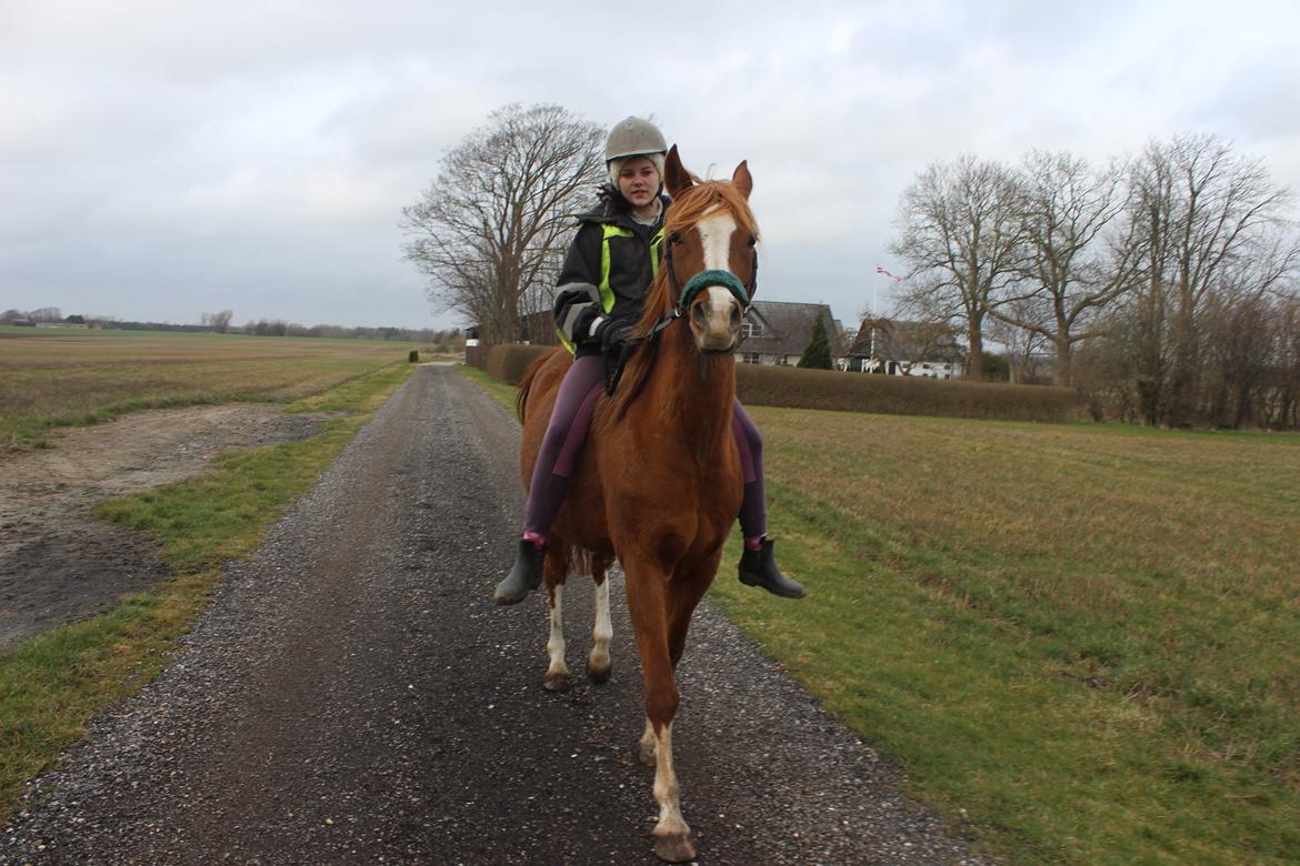 Arabisk fuldblod (OX) Fedra billede 18