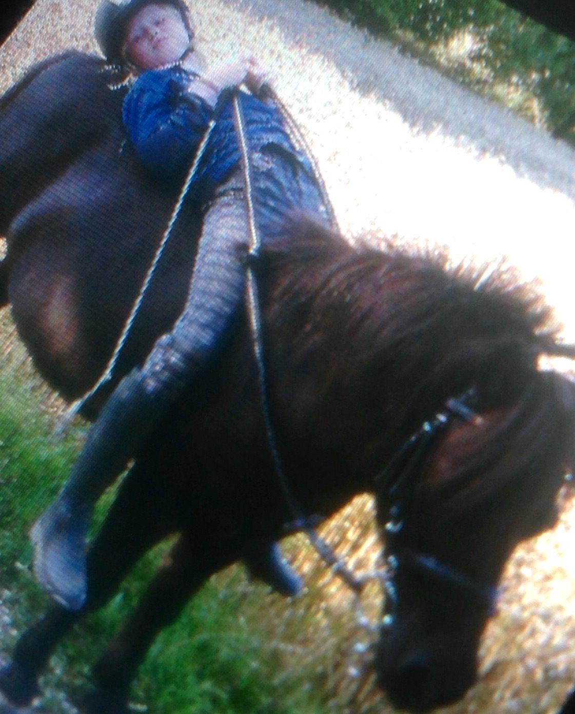 Shetlænder mauda (den sødeste lille pony)  savnet men solgt  billede 26