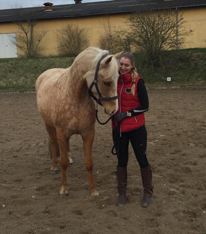 Palomino Kjærgaards Golden Champ - Hjemkomst billede 15