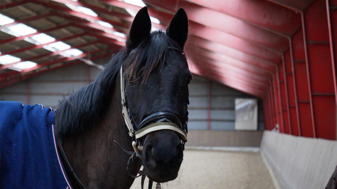 Trakehner Steinberg E  - Velkommen til lille Steiners profil billede 1