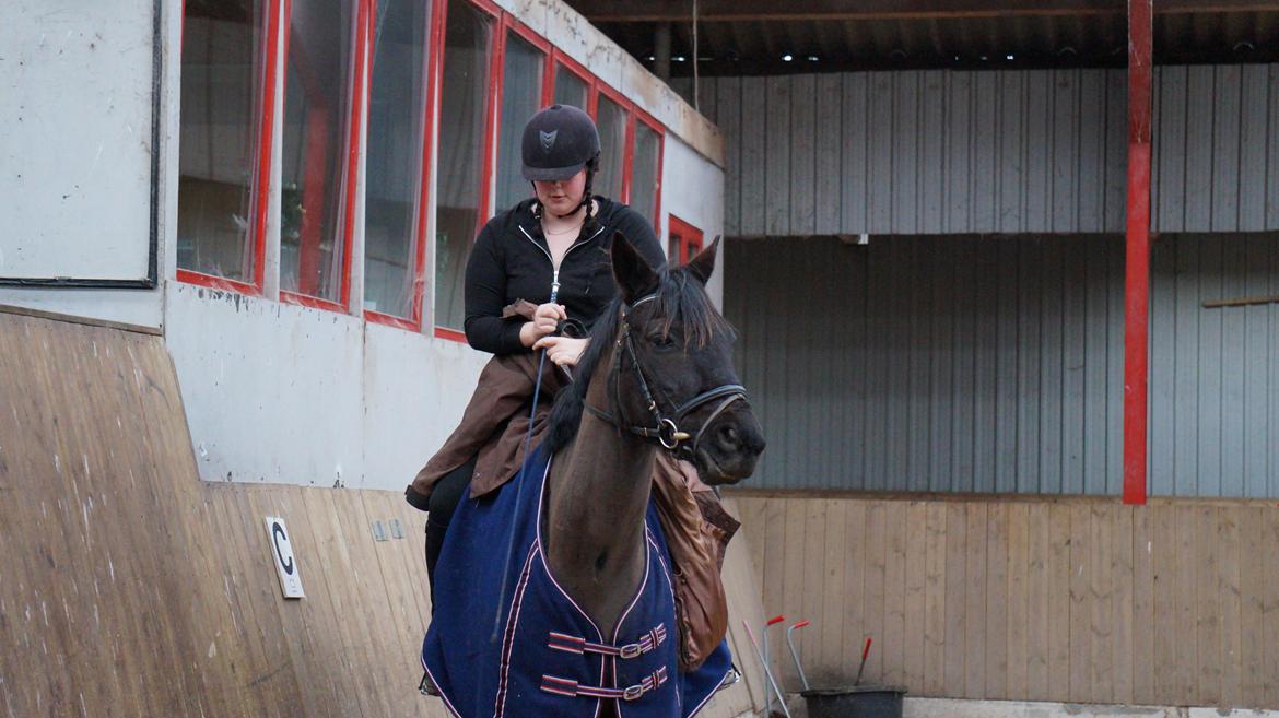 Trakehner Steinberg E  billede 2