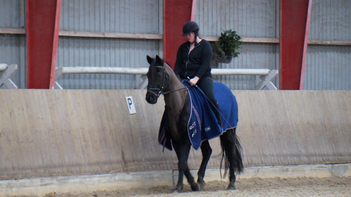 Trakehner Steinberg E  billede 5