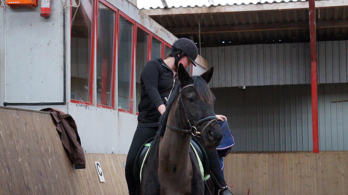 Trakehner Steinberg E  billede 4