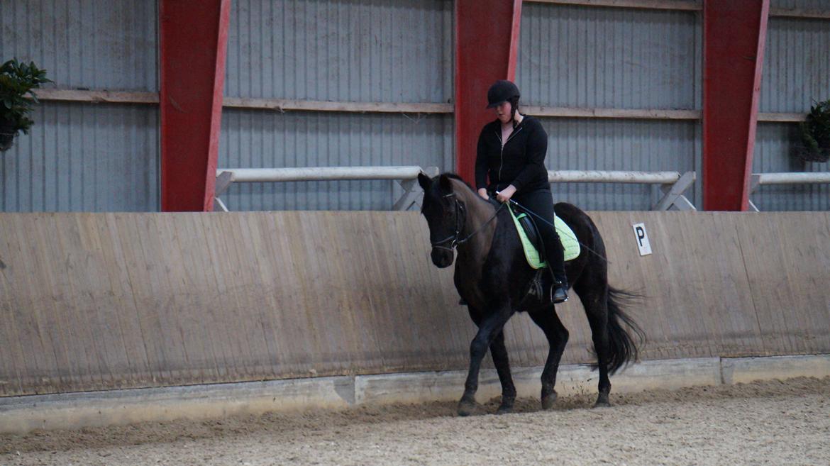 Trakehner Steinberg E  billede 7