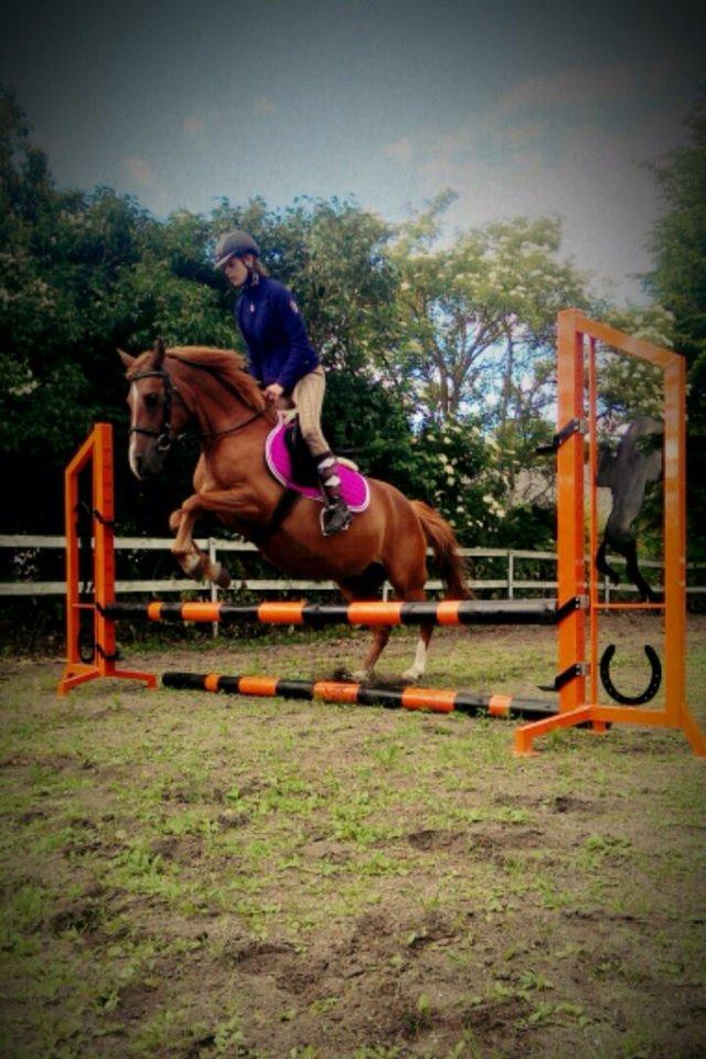 Anden særlig race Lady rose billede 19