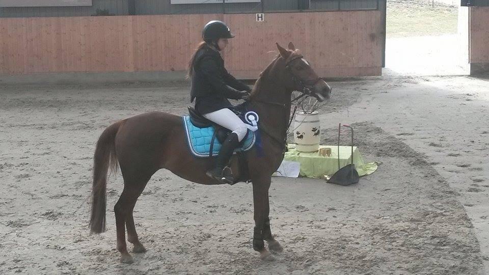 Hollandsk Sportspony Schadijkerhofs tessa billede 1