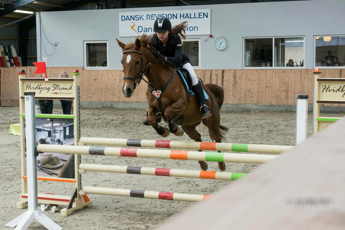 Hollandsk Sportspony Schadijkerhofs tessa billede 2