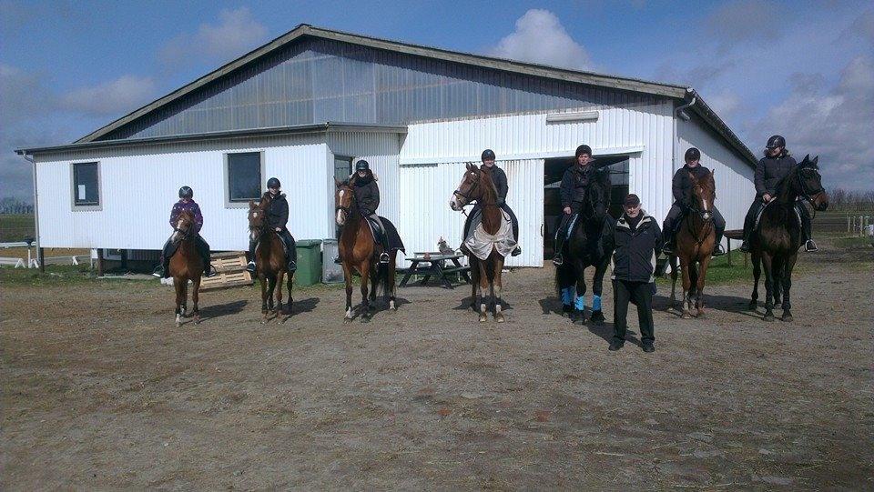 Hollandsk Sportspony Schadijkerhofs tessa billede 3