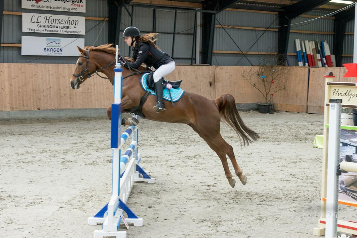 Hollandsk Sportspony Schadijkerhofs tessa billede 4