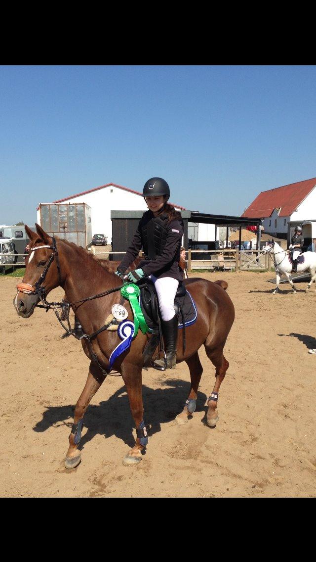 Hollandsk Sportspony Schadijkerhofs tessa billede 5