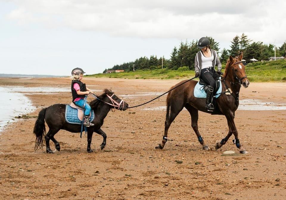 Hollandsk Sportspony Schadijkerhofs tessa billede 6