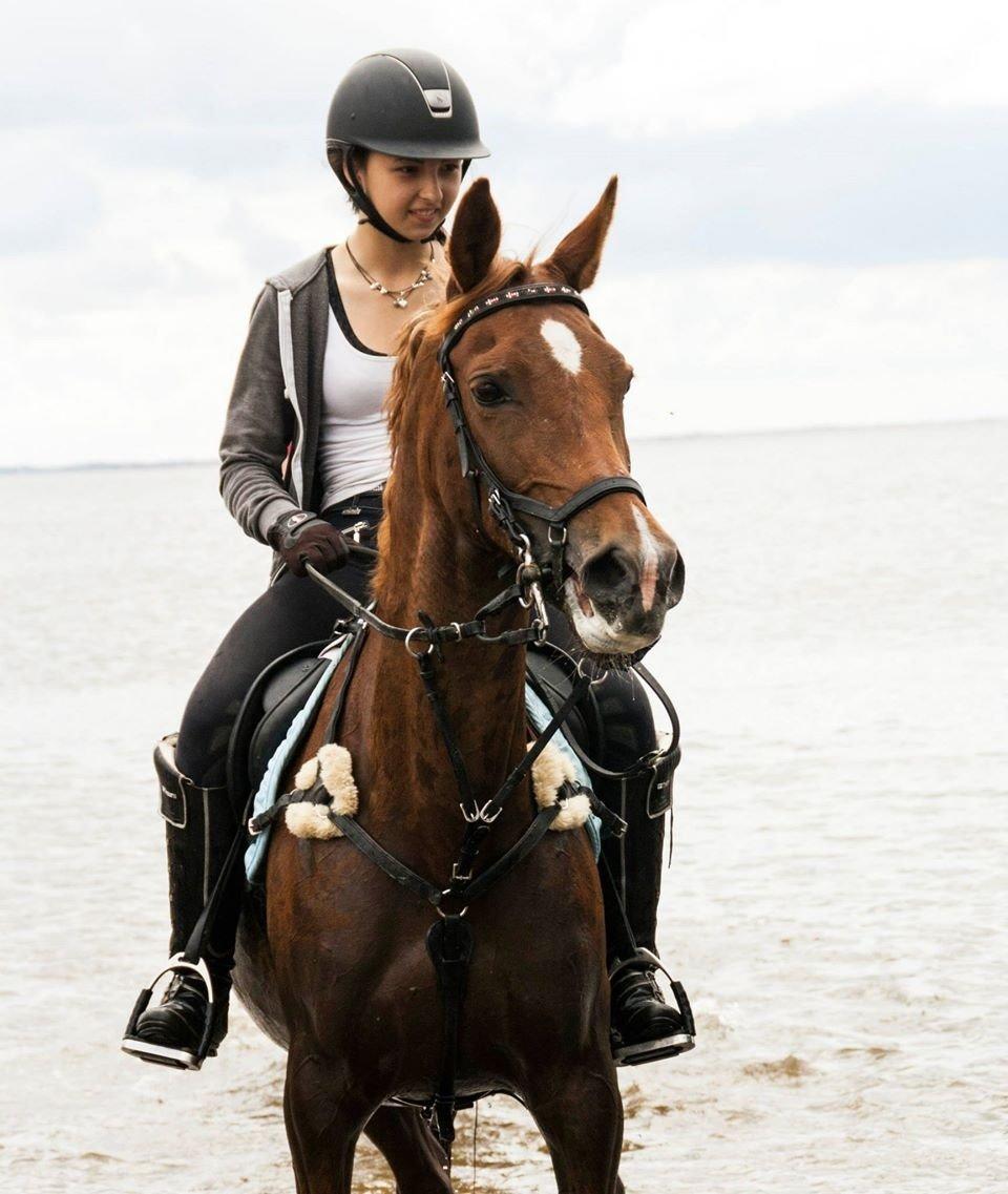 Hollandsk Sportspony Schadijkerhofs tessa billede 7