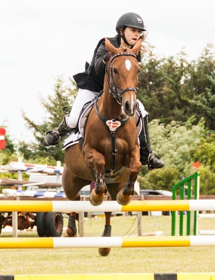 Hollandsk Sportspony Schadijkerhofs tessa billede 8