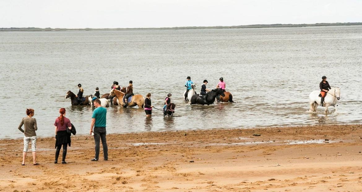 Hollandsk Sportspony Schadijkerhofs tessa billede 9