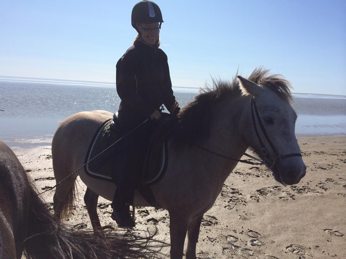 Islænder raudtoppa billede 2