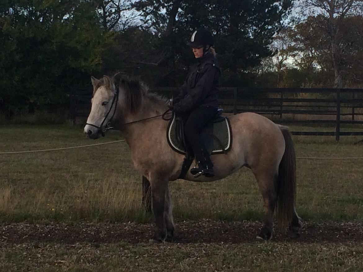 Islænder raudtoppa billede 3