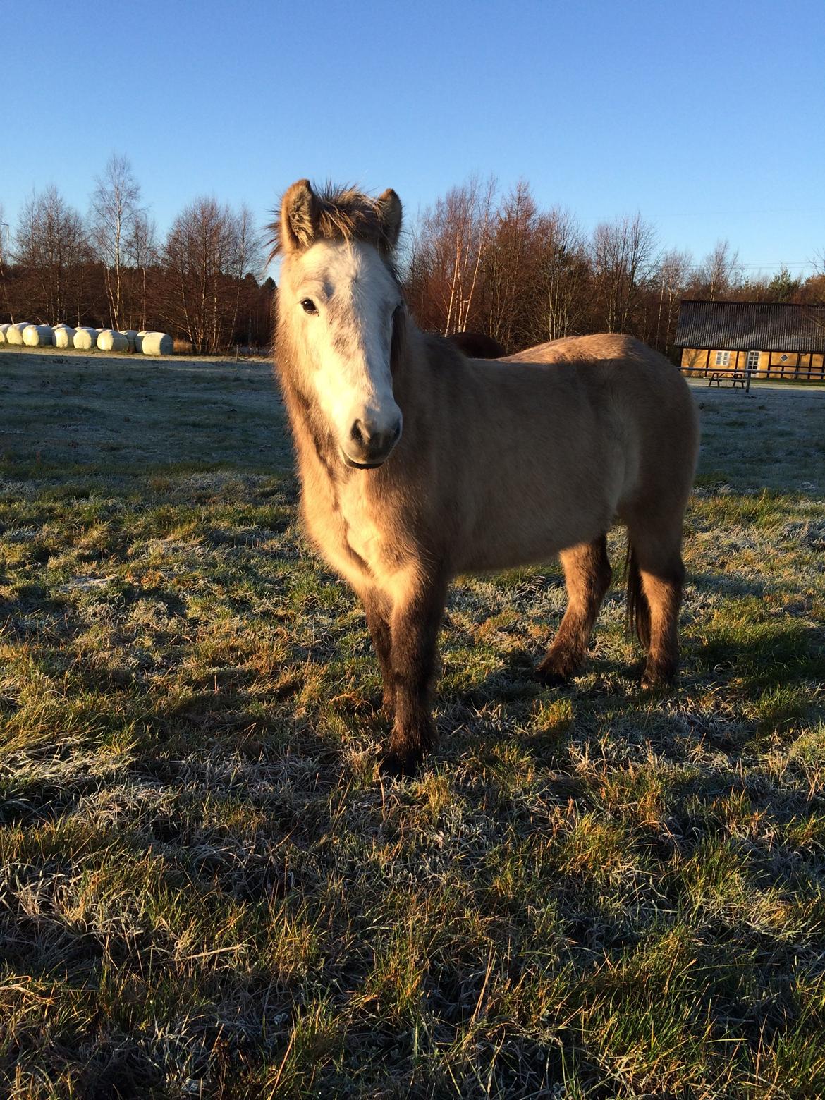 Islænder raudtoppa billede 8