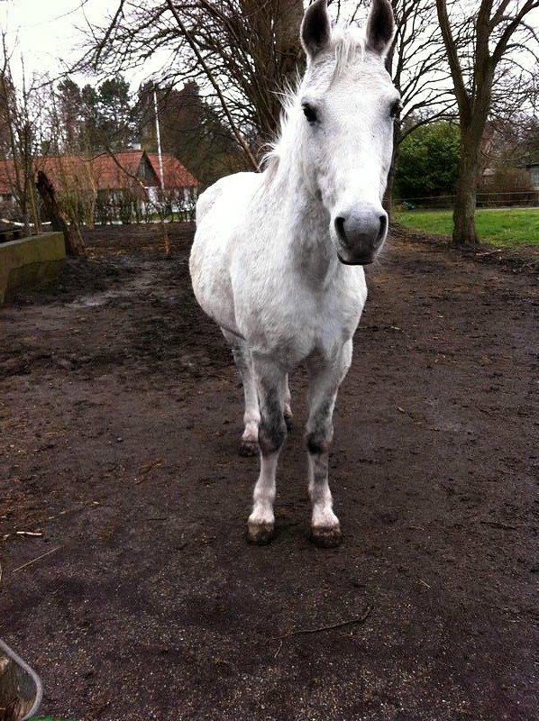 Connemara Sebastian Holmegård billede 14