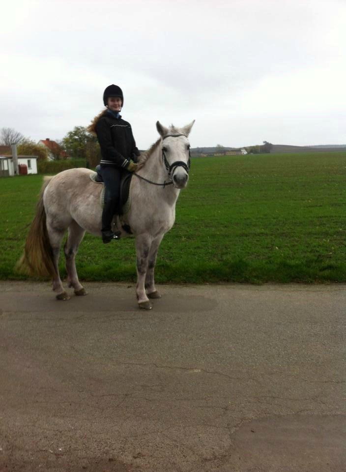 Connemara Sebastian Holmegård - Da jeg prøvede ham for første gang -Skønne lille dreng <3 Foto: Lise B billede 18