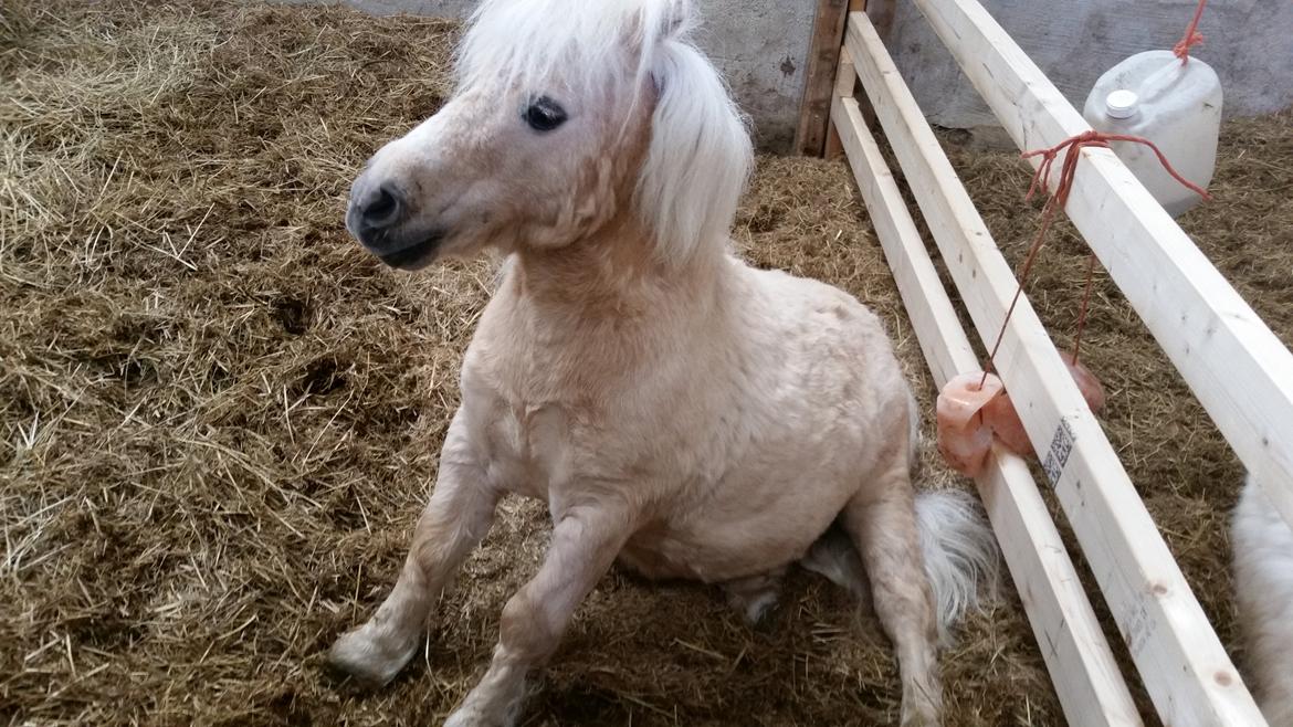 Shetlænder Elvis billede 8