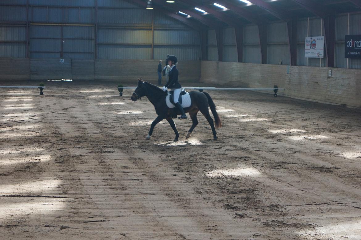 Anden særlig race Cavan - LD2 d. 28-03-15 (3plads) billede 8