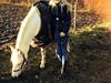 Welsh Pony (sec B) Serenity D
