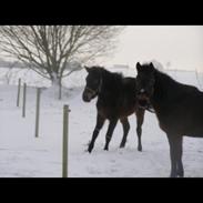 Anden særlig race Diva