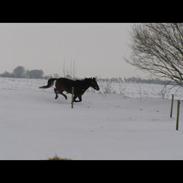 Anden særlig race Diva