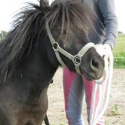 Dansk Miniature Sovs