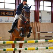 Dansk Varmblod Arrietta