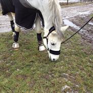 Anden særlig race Starlight