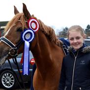 Anden særlig race Speedy