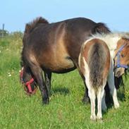 Shetlænder Baby Mayflower