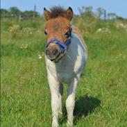 Shetlænder Baby Mayflower