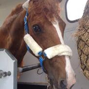 Anden særlig race Sonny Boy