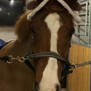 Anden særlig race Sonny Boy