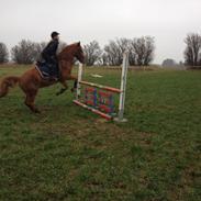 Anden særlig race Sonny Boy