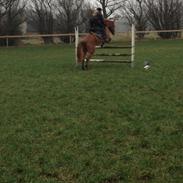 Anden særlig race Sonny Boy