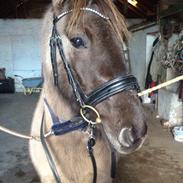 Anden særlig race Stine