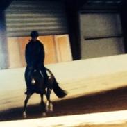 Arabisk fuldblod (OX) Kalifta