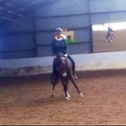 Arabisk fuldblod (OX) Kalifta