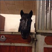 Anden særlig race Mummi