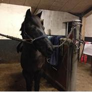 Anden særlig race Mummi