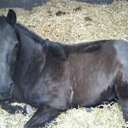 Anden særlig race Mummi