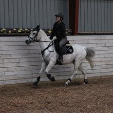 Anden særlig race Miss dixie