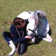 Hollandsk Sportspony Shakira