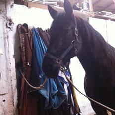 Traver Greenhill's tiger