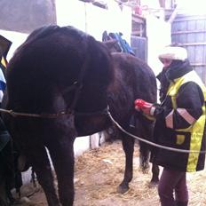 Traver Greenhill's tiger