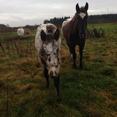 Knabstrupper Antolis unik